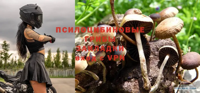 Псилоцибиновые грибы Magic Shrooms  Горячий Ключ 