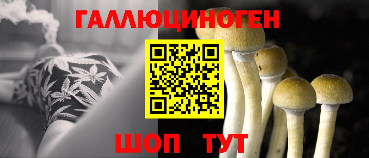 Галлюциногенные грибы Psilocybine cubensis Горячий Ключ